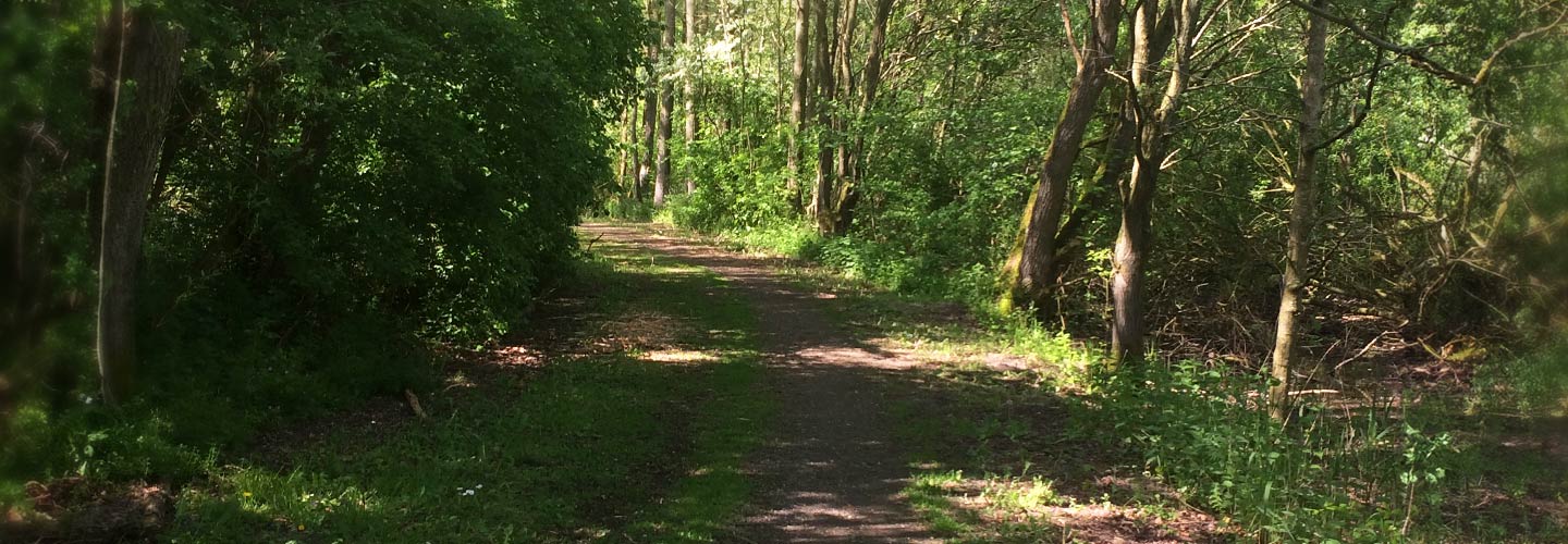 Wald Spaziergang